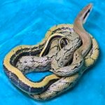 CBB Chinese Beauty Snake Female - 6