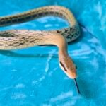 CBB Chinese Beauty Snake Female - 2