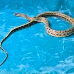 CBB Chinese Beauty Snake Female - 13