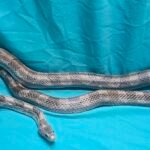 Silver & Black Granite Ghost - 1