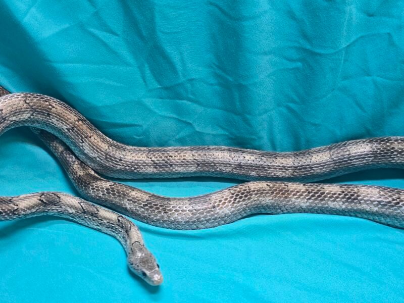 Silver & Black Granite Ghost