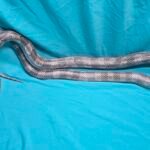 Silver & Black Granite Ghost - 2