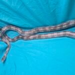 Silver & Black Granite Ghost - 3