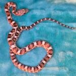 Ultra Het Amelanistic - 2