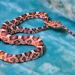 Ultra Het Amelanistic - 3