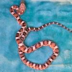 Ultra Het Amelanistic - 4