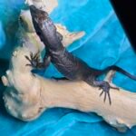 Tame Socialized Black Dragon - 2