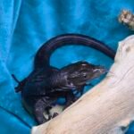 Tame Socialized Black Dragon - 3