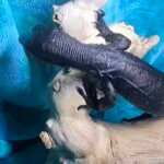 Tame Socialized Black Dragon - 4