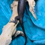 Tame Socialized Black Dragon - 5