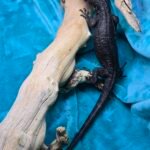 Tame Socialized Black Dragon - 6