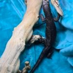 Tame Socialized Black Dragon - 7