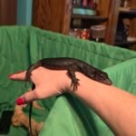 Tame Socialized Black Dragon - 8