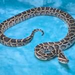 Burmese Python Female Het? - 2