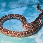 Burmese Python Female Het? - 3