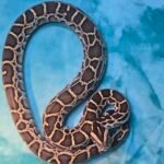 Burmese Python Female Het? - 4