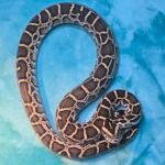 Burmese Python Female Het? - 5