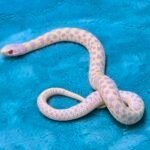 Albino Checkered Garter Snakes - 3