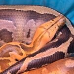 Sumatran Orange Head - 2