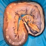 Sumatran Orange Head - 3