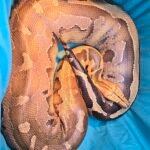 Sumatran Orange Head - 4