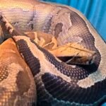 Sumatran Orange Head - 5