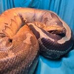 Sumatran Orange Head - 6