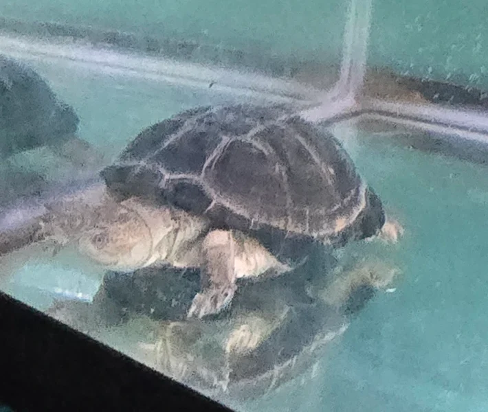 African Side-Neck Turtle (P. Castaneus)