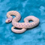 Albino Checkered Garter Snakes - 1