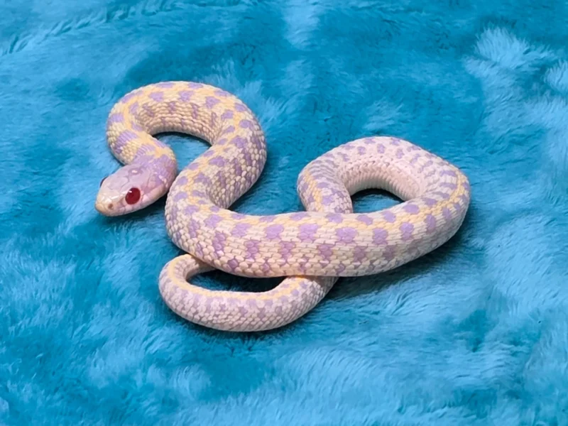 Albino Checkered Garter Snakes