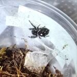 Female Jumping Spider - 4