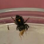 Orange Phase Jumping Spider - 2