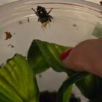 Orange Phase Jumping Spider - 3