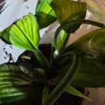 Orange Phase Jumping Spider - 4