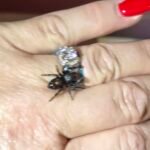 Orange Phase Jumping Spider - 3