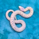 Albino Checkered Garter Snake - 6