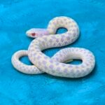 Albino Checkered Garter Snake - 4