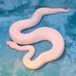 BEL – Leucistic - 4