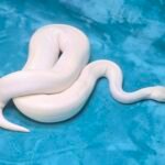 BEL – Leucistic - 6