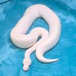 BEL – Leucistic - 3