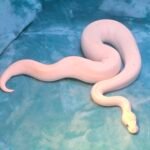 BEL – Leucistic - 5