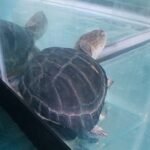 African Side-Neck Turtle (P. Castaneus) - 12