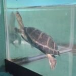 African Side-Neck Turtle (P. Castaneus) - 7