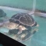 African Side-Neck Turtle (P. Castaneus) - 6