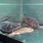 African Side-Neck Turtle (P. Castaneus) - 13