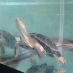 African Side-Neck Turtle (P. Castaneus) - 11