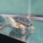 African Side-Neck Turtle (P. Castaneus) - 5