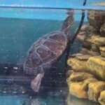 African Side-Neck Turtle (P. Castaneus) - 6