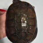 Helmeted Turtle - 6
