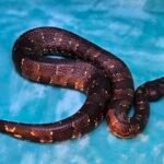 US CBB Female Viper Boa - 11